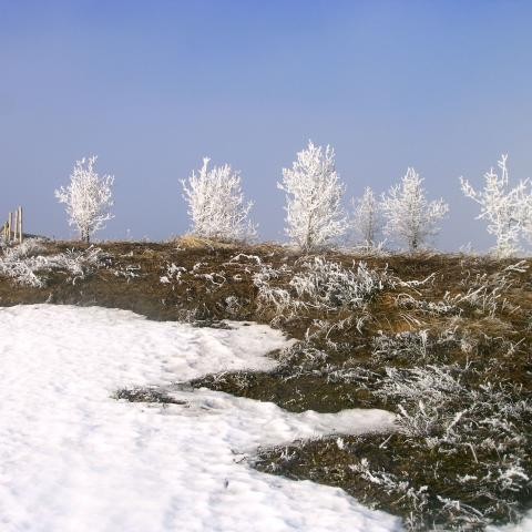 Plönturnar hans Nonna í vetrarbúning