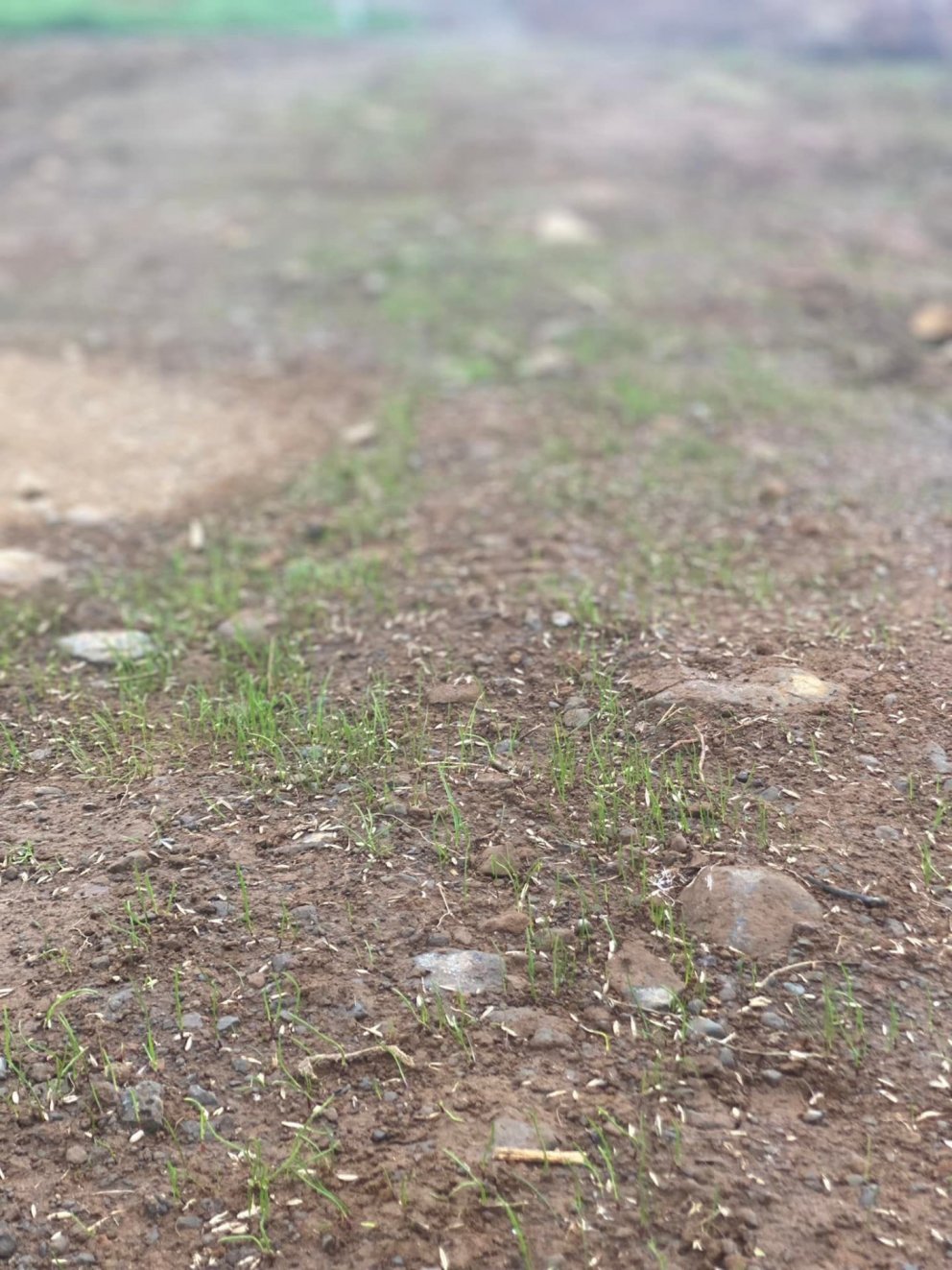 Sprettan gengur vel.