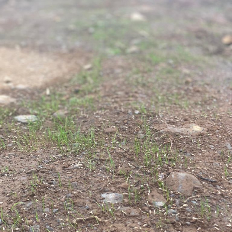 Sprettan gengur vel.